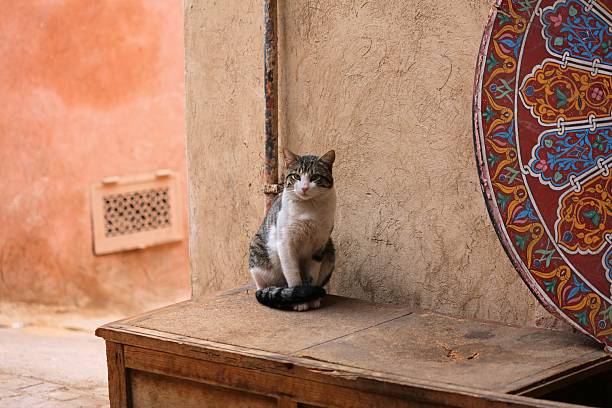 Street cats of Marrakech, Morocco. Local domestic tabby white cat sitting on a table.