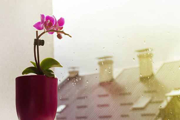 potted orchid in a window
