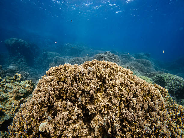 istock Coral reef underwater landscape in the Red Sea 2260868201