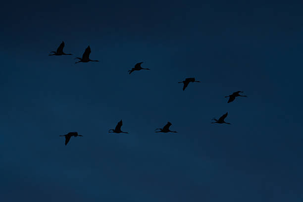 Silhouetted crane birds flying in v formation across a dark blue sunset sky, capturing a calm evening migration scene with copy space