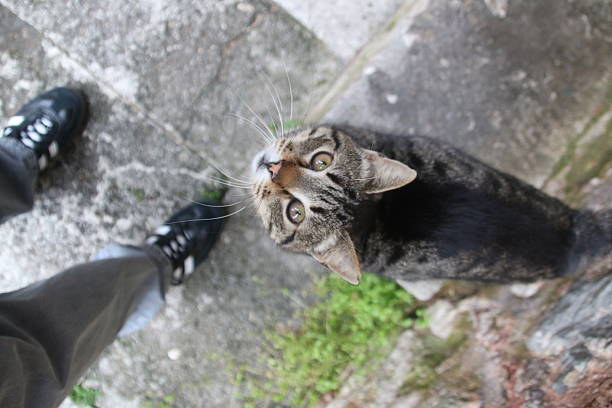 A mesmerizing low-angle portrait of an adult grey tabby cat looking directly into the camera lens. The cat's most prominent features are its large, expressive eyes, which blend deep green and warm orange tones. Set against a neutral floor, the intricate striped patterns of its silver-grey fur are highlighted by soft, natural light, capturing a moment of intense feline focus.