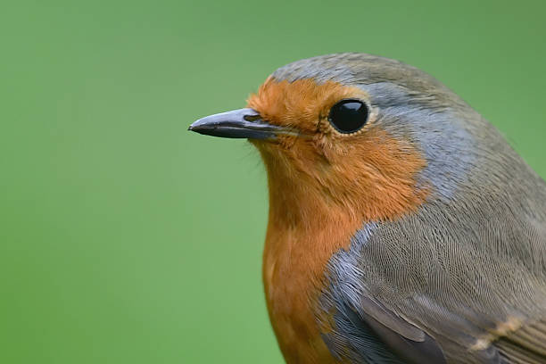 Pretty Robin perching on a thin branch in the woods.
