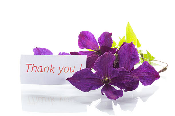 Isolated branch of clematis with petals on white.
