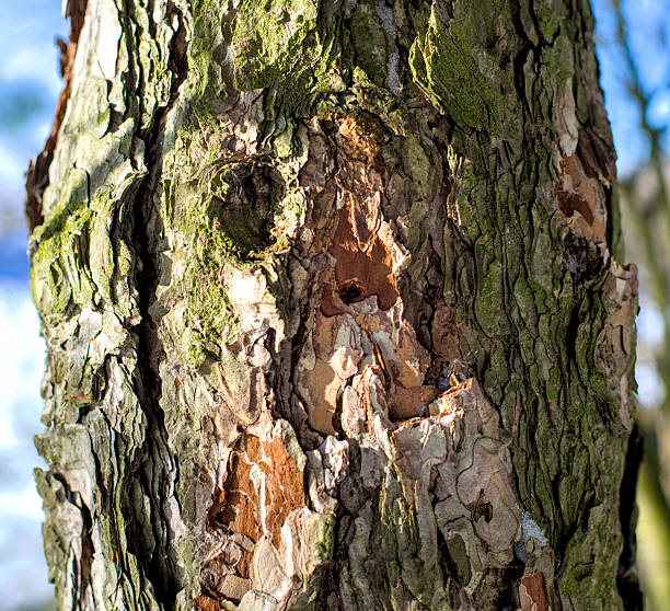 tree, bark, nature, wood, textured, green, forest, brown, moss, lichen, old, native, rough, texture, bare trunk, abstract, ocote