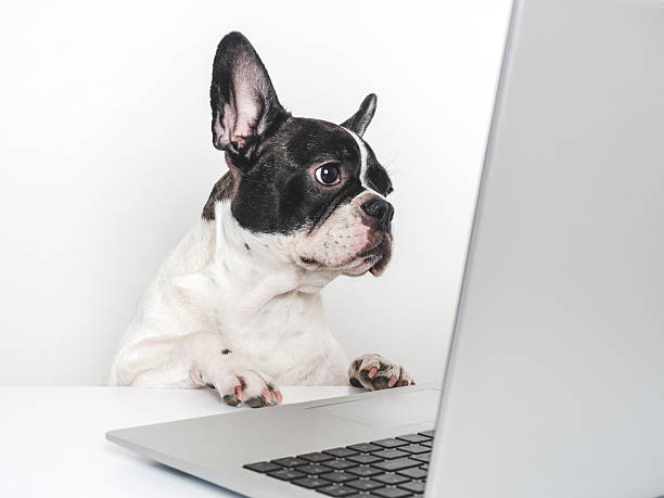 Charming pied French Bulldog sitting at desk with laptop. Online shopping and e-commerce concept. Pet using computer for digital purchases. Studio shot on white background, close-up