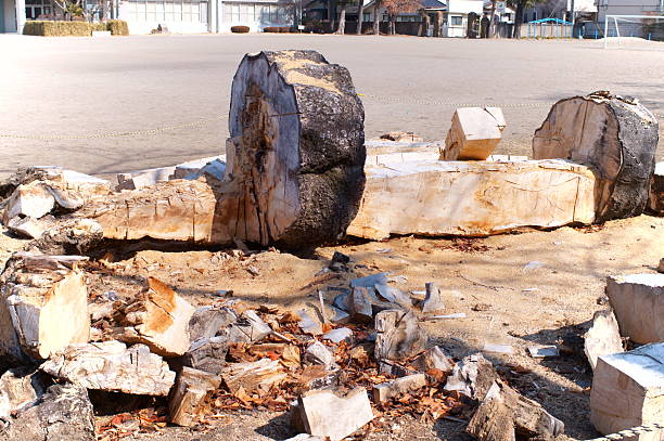 Close-up of tree trunk cut ends for timber industry concept.