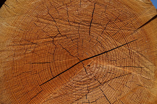 Close-up of tree trunk cut ends for timber industry concept.