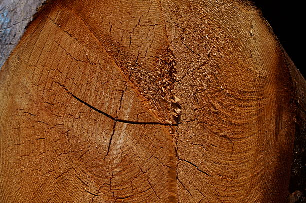 Close-up of tree trunk cut ends for timber industry concept.