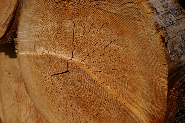 A stack of cut logs highlighting the natural grain, rings, and textures of aged wood.