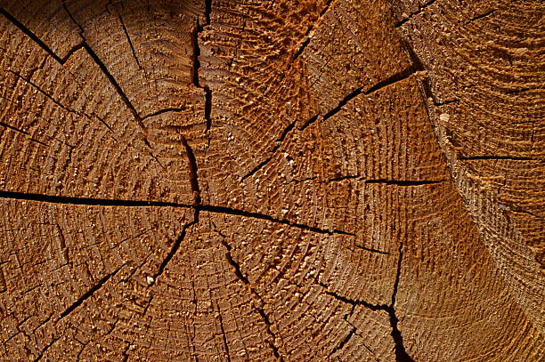 Close-up of tree trunk cut ends for timber industry concept.