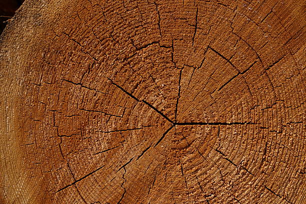 Close-up of tree trunk cut ends for timber industry concept.