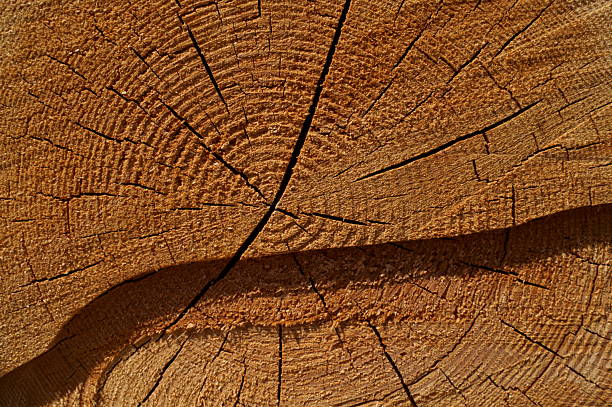 Close-up of tree trunk cut ends for timber industry concept.