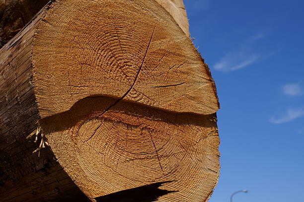 Close-up of tree trunk cut ends for timber industry concept.