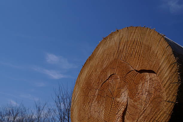 Close-up of tree trunk cut ends for timber industry concept.