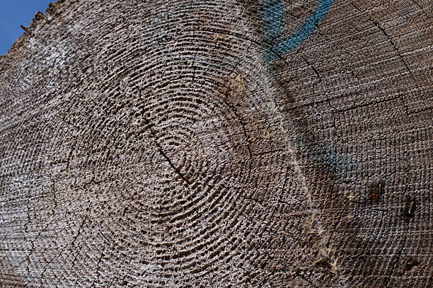 Close-up of tree trunk cut ends for timber industry concept.