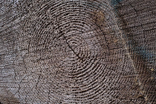 Close-up of tree trunk cut ends for timber industry concept.