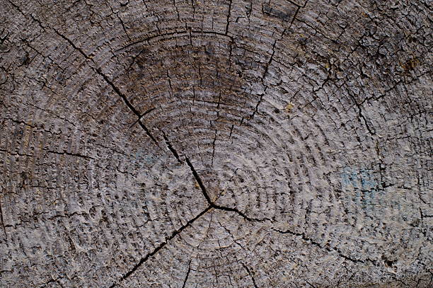 Close-up of tree trunk cut ends for timber industry concept.