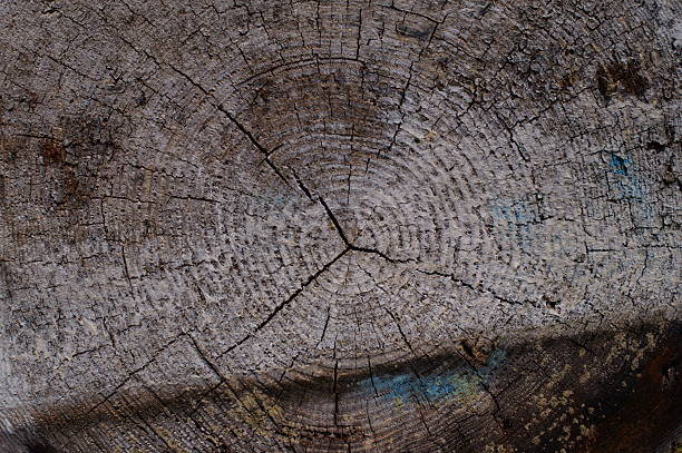 Close-up of tree trunk cut ends for timber industry concept.