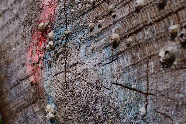 Close-up of tree trunk cut ends for timber industry concept.
