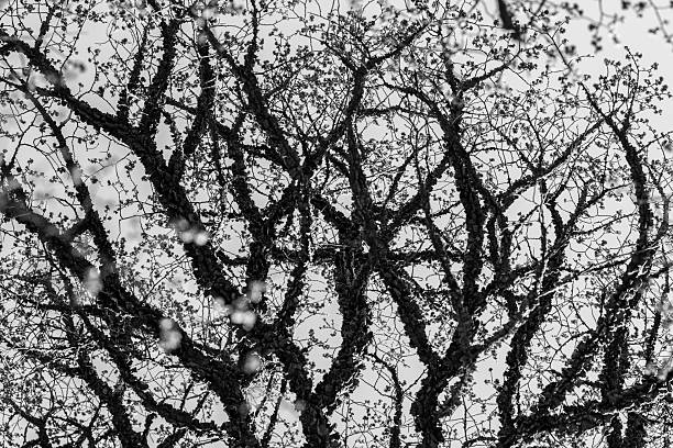 Ulmus minor 'Stenstrup'. Field Elm.