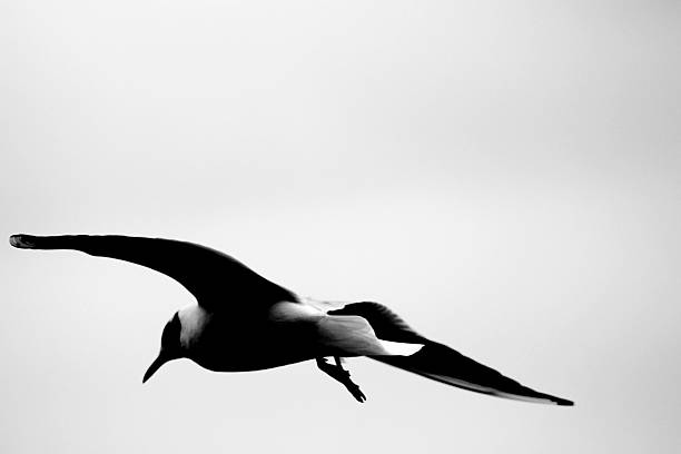 Flying seagull on Marmara sea - Istanbul / Turkey.