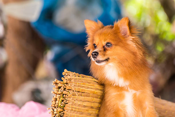 Cute Pomeranian dog, pet