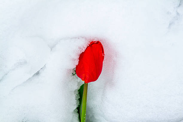 a tulip is deep in the snow