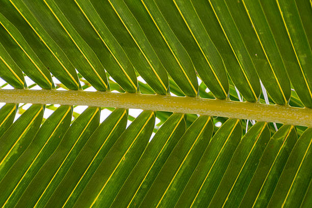 Close-up of a tropical palm leaf viewed from below, showing symmetrical green fronds and natural leaf structure. Minimalist botanical background highlighting texture, pattern, and vibrant green color in a tropical environment.