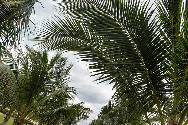 Palm tree fronds viewed from below against an overcast sky, creating a natural tropical canopy. Lush green leaves frame the sky, capturing a calm yet dramatic island atmosphere in a Caribbean environment.