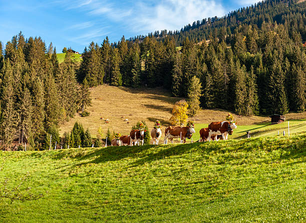 Simmental cattle cows with flower decoration and cow bells walking down mountain in a row with men and women in traditional clothing, Lenk im Simmental, Switzerland,