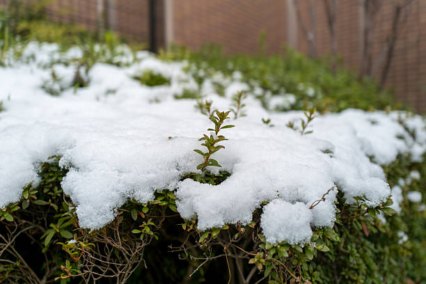 Snow-covered garden shrubs with fresh buds | Winter background with copy space