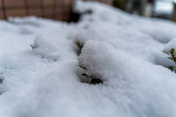 Snow-covered garden shrubs with fresh buds | Winter background with copy space