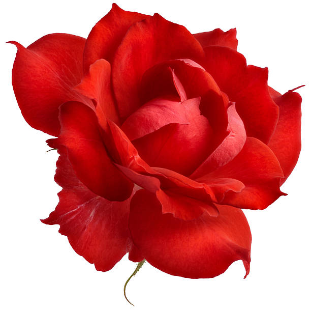 Red Rose flower focus stacking close up isolated on white background for love wedding and valentines day.