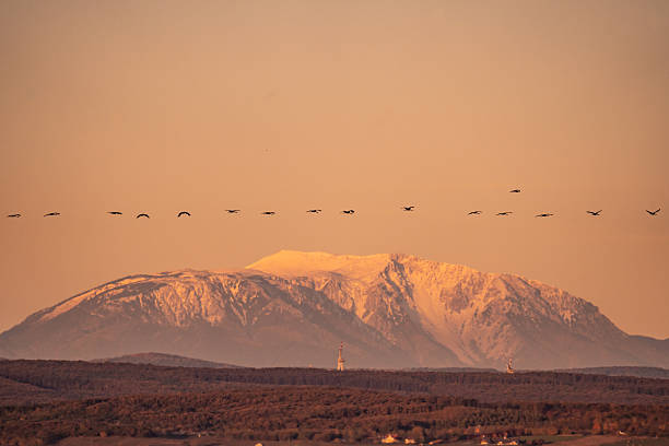 Crane birds flying in line formation across a warm sunrise sky, silhouetted above a distant snow-covered mountain landscape during early morning