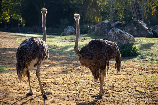 Ostriches are the largest birds in the world and can run insanely fast—up to about 70 km/h (45 mph).