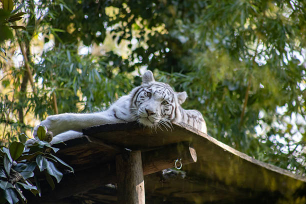 White Bengal Tiger seen in the green tropical rainforest.