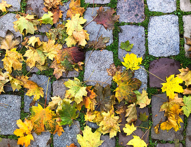 Paris, France: Yellow Autumn Leaves on Paris Cobbles