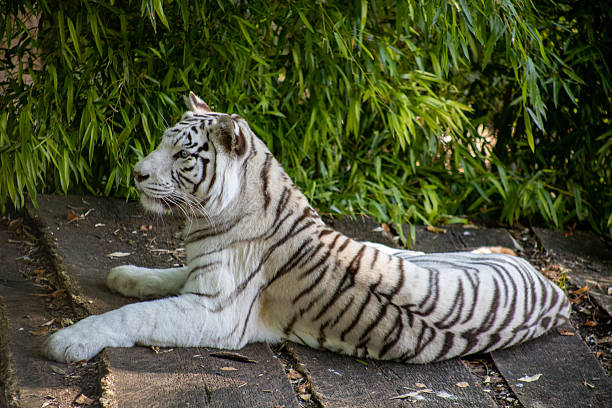 close up of a white tiger standing looking at the camera