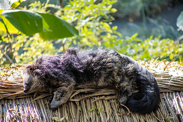 Binturongs live in Southeast Asian forests