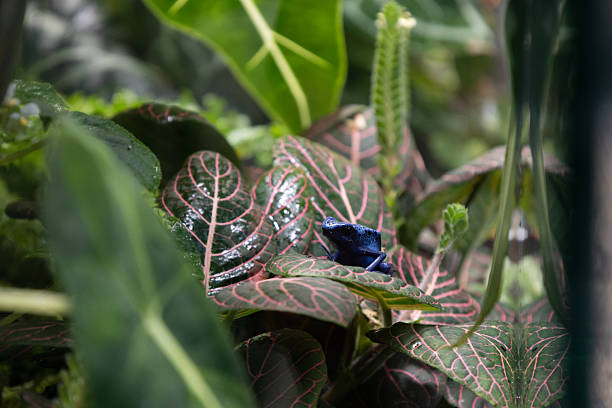 Close Up View of a blue poison dart frog (Dendrobates tinctorius “azureus”)