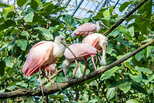 Close up view of roseate spoonbill during a sunny summer day. They’re usually found in wetlands, mangroves, and coastal areas in the Americas, especially the southern U.S., Central America, and South America.