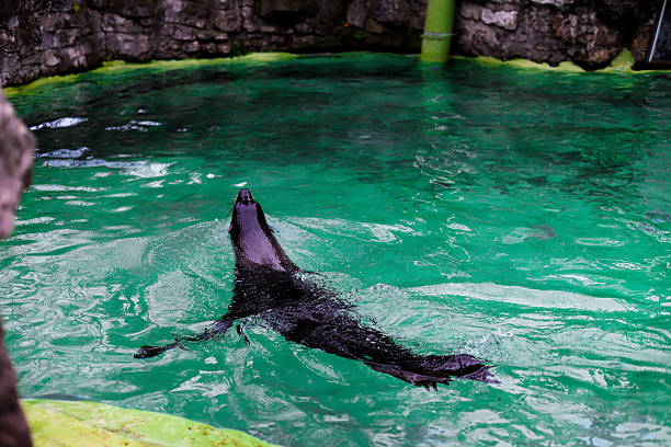 A seal partially swimming in clear blue water inside a pool in Reykjavik, Iceland.