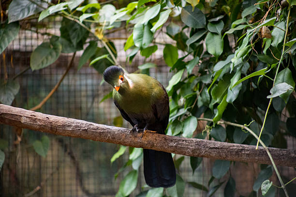 Close up View of a turaco , specifically a Guinea turaco (also called a green turaco)