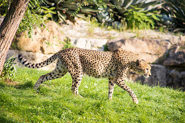 Explore the intricate beauty of a cheetah's coat in this close-up photograph that highlights the distinctive patterns and spots on its side. This detailed image captures the unique markings that make each cheetah an individual, showcasing the elegance of one of nature's fastest land animals. Photographed with exceptional clarity, this image invites viewers to appreciate the exquisite textures and colors of wildlife, emphasizing the importance of conservation for these magnificent creatures.