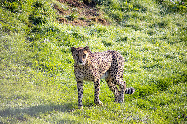Close-up of wild cheetah (Acinonyx jubatus) taken from inside of safari vehicle when cheetah was on top of vehicle.  Background is blue cloudless sky.Taken on the Massai Mara, Kenya, Africa