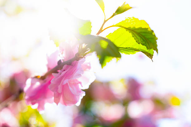 Delicate pink cherry blossoms glow in warm spring sunlight, with fresh green leaves and soft bokeh background. Gentle moment of awakening, renewal, new beginnings and tender beauty of season, close-up