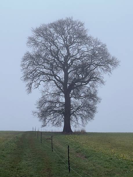 A mature bare winter tree in silhouette with a fence in the foreground on a foggy winter's morning in rural Northamptonshire
