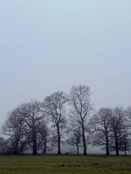 Tree silhouette with bare branches and twigs in a forest against bright sky during winter season, natural abstract trees woodland background