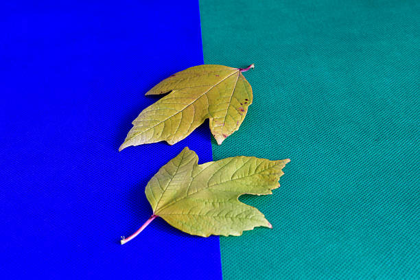 Two yellow dry leaves from a tree lie on a blue and green background.