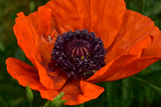 Close-up of a blooming red poppy against a green natural background.